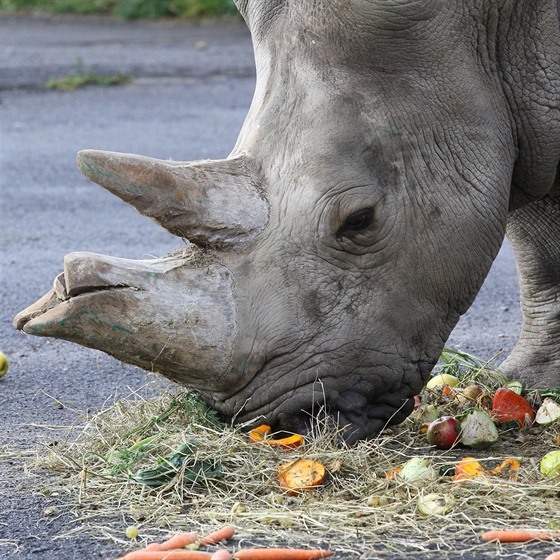 Samice Zamba byla poslední z nosoroc, kteí v Ústí ili od roku 1980.