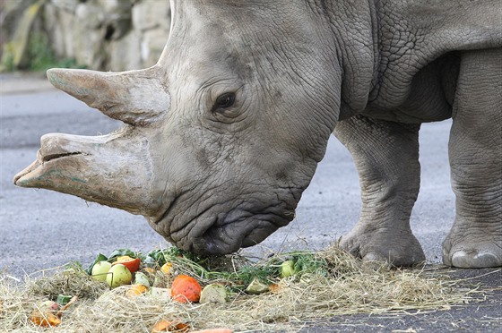 Samice nosoroce tuponosého Zamba dostala v roce 2017 v ústecké zoologické...