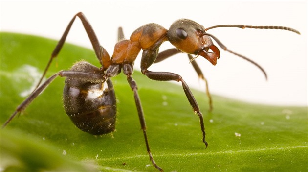 Mravenci v odložené čtečce přístroj aktivovali. Ženě se hromadily objednávky