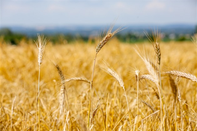 Zemědělský fond radí žalovat Brusel kvůli sankci za chyby v dotacích