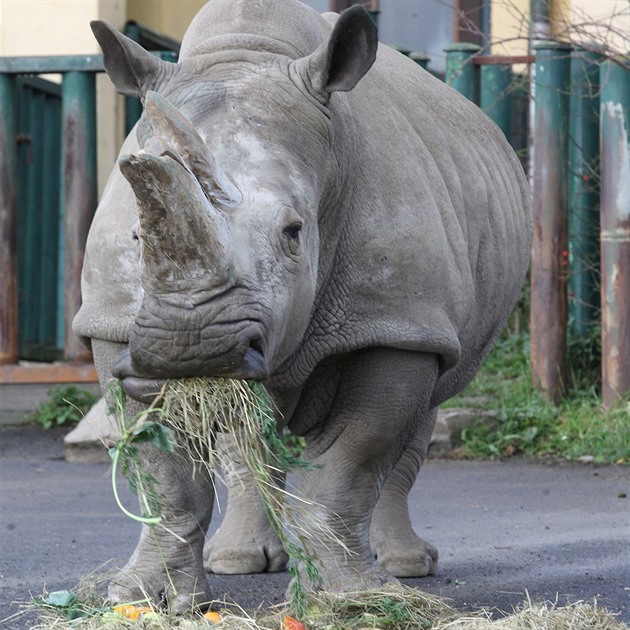 Samice nosoroce tuponosého Zamba dostala v roce 2017 v ústecké zoologické...