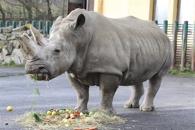 Samice nosoroce tuponosého Zamba do Ústí nad Labem pila ze zoo ve Dvoe...
