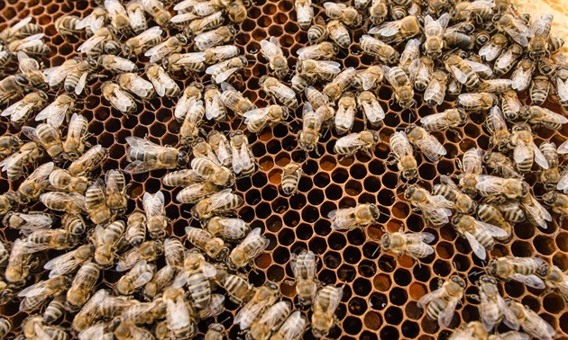 Nebezpečná varroáza letos v kraji napadla třikrát víc včelstev
