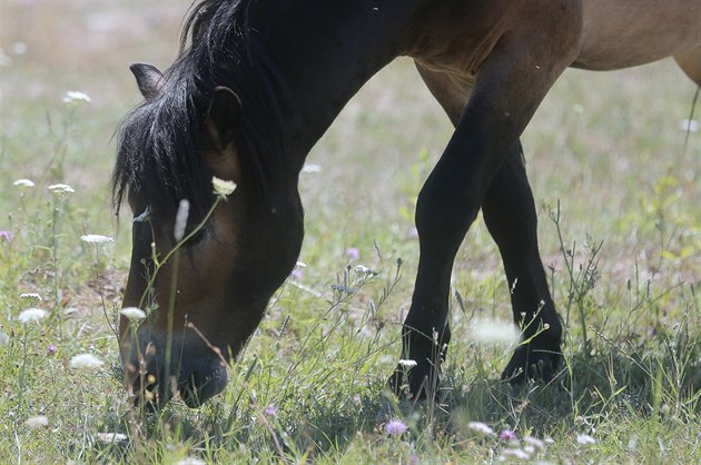 Kon druhu Exmoorský pony spásají porost v bývalém vojenském cviiti u Doban...
