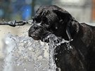 Pes pije z fontány v horkém letním poasí v Bruselu (24. 7. 2019).