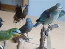 Ptáci barona Dalberga jsou pro muzeum drahokam