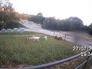 Kozy se v Brn pásly u tramvajové trati a lezly po most