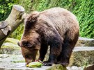 V krumlovskm medvedriu pi tamnm zmku od tvrtka bydl dva nov medvdi...