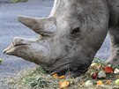Samice nosoroce tuponosho Zamba dostala v roce 2017 v steck zoologick...