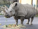 Samice nosoroce tuponosho Zamba do st nad Labem pila ze zoo ve Dvoe...