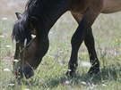 Kon druhu Exmoorsk pony spsaj porost v bvalm vojenskm cviiti u Doban...