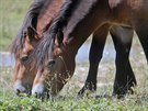Kon druhu Exmoorsk pony spsaj porost v bvalm vojenskm cviiti u Doban...