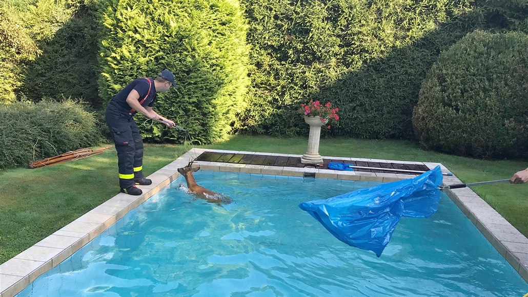 Srnce z bazénu v Ostravě lovili hasiči.