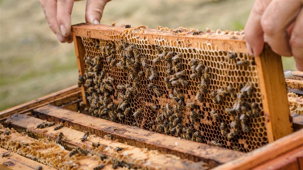 Počasí nedovolilo včelám pracovat naplno. Letošního medu bude zoufale málo.
