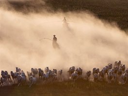 POD KOPYTY STÁD. Kon se prohánjí po planinách Ujimqin ve Vnitním Mongolsku,...