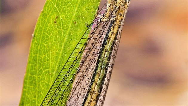 Myrmeleon formicarius zvan mravkolev je pro mravence pohromou.