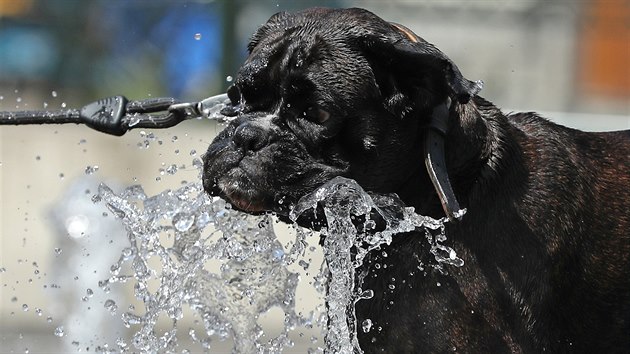 Pes pije z fontny v horkm letnm poas v Bruselu (24. 7. 2019).