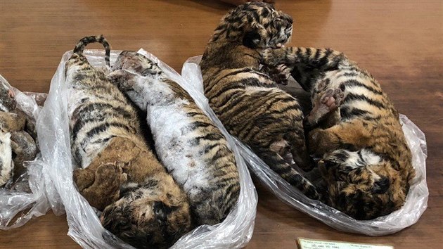 Ve Vietnamu bylo nalezeno sedm zmrazench tygr kvli obchodu s divokmi zvaty. (ervenec 2019)