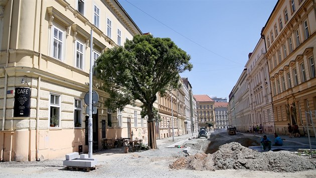 S rekonstrukc ulice Gorkho pokceli i destky strom. Jedin, kter zstal, je ped kavrnou Falk.