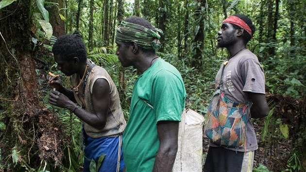 Neprobádaný svět mravenců na ostrově Bougainville v Papuy-Nové Guineji v Tichém oceánu zkoumal jihočeský vědec Milan Janda.