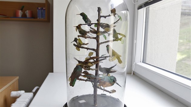 Součástí sbírky je i skleněný zvon, pod nímž je na „stromečku“ umístěno několik druhů kolibříků.