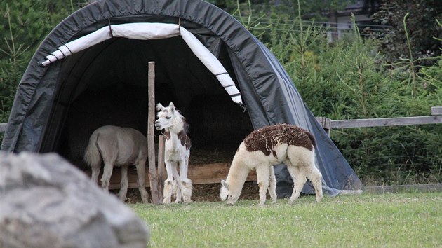 V zookoutku Šaclových jsou doma také tři lamy alpaka.