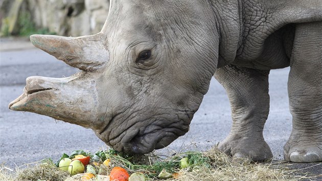 Samice nosoroce tuponosho Zamba dostala v roce 2017 v steck zoologick zahrad k oslav svch narozen dort z ovoce a sena. Pila ze zoo ve Dvoe Krlov.