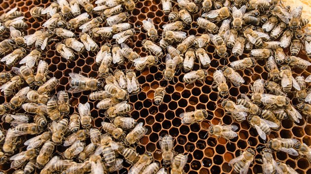 V Evropě se prodává kilo medu od pěti do 18 eur, české ceny se drží při spodní hranici.