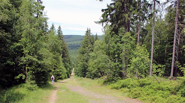 Z Benecka Bucharova cesta vede na Horn� M�se�ky.