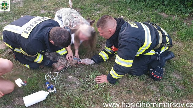 Pi poru chalupy v Dolnch Albeicch na Trutnovsku hasii pomhali majitelce i psovi, kte se nadchali koue (25. 7. 2019).