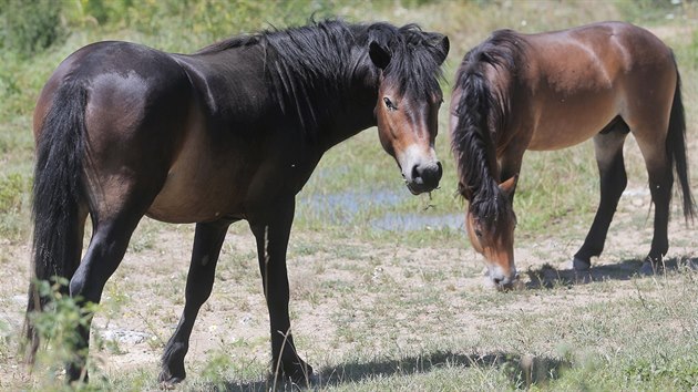 Kon druhu Exmoorsk pony spsaj porost v bvalm vojenskm cviiti u Doban na Plzesku. V parnch dnech se ped sluncem schovvaj v devnm psteku.  (23. 7. 2019)