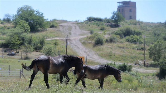 Koně druhu Exmoorský pony spásají porost v bývalém vojenském cvičišti u Dobřan na Plzeňsku. V parných dnech se před sluncem schovávají v dřevěném přístřešku.  (23. 7. 2019)
