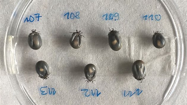 Letošní výzkum laboratoře Biologického ústavu Masarykovy univerzity se zaměřuje na larvy, které se během několika týdnů z vajíček nasátých samic vylíhnou.