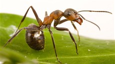 U nás běžný mravenec lesní