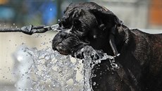 Pes pije z fontány v horkém letním poasí v Bruselu (24. 7. 2019).