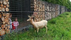 V lesním zookoutku v Hostiva�i jsou bílí da�ci.