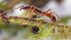 Neprobádaný svět mravenců na ostrově Bougainville v Papuy-Nové Guineji v Tichém...