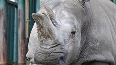 Samice nosorožce tuponosého Zamba dostala v roce 2017 v ústecké zoologické zahradě k oslavě svých narozen dort z ovoce a sena.