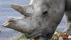 Samice nosorožce tuponosého Zamba dostala v roce 2017 v ústecké zoologické zahradě k oslavě svých narozen dort z ovoce a sena.