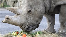 Samice Zamba byla poslední z nosoroc, kteí v Ústí ili od roku 1980. 