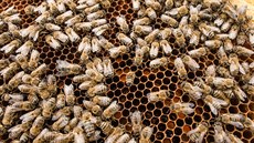 V Evrop se prodává kilo medu od pti do 18 eur, eské ceny se drí pi spodní...