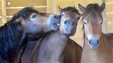 Koně druhu Exmoorský pony spásají porost v bývalém vojenském cvičišti u Dobřan...
