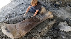 Paleontolog zkoumá obí zachovalou stehenní kost kdysi náleející obímu...