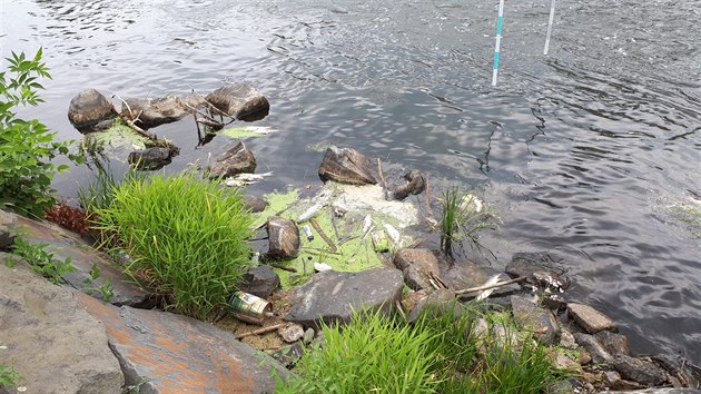 Destky uhynulch ryb leely v ter zachyceny na hladin Ostravice pobl mostu Miloe Skory v centru Ostravy.