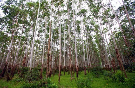 Eukalyptus dorstá po deseti letech do výky 24 metr. 
