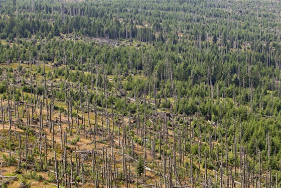 Pohled na šumavské lesy z rozhledny na Poledníku.