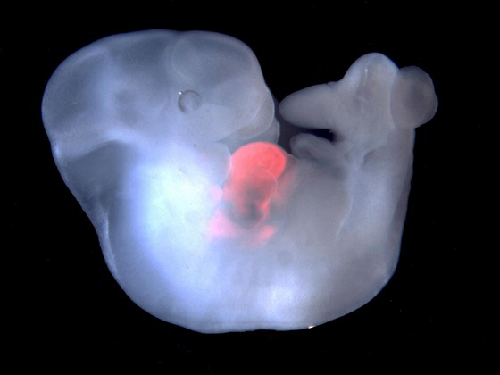 Myší embryo s vloženými kmenovými buňkami potkan z pokusu provedeného v...