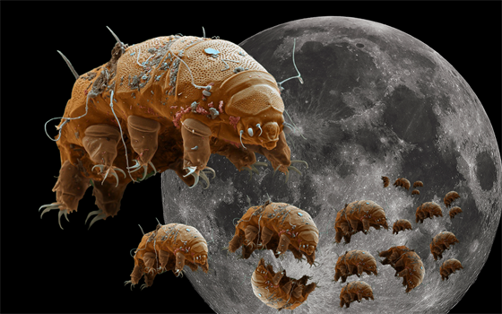 Na Měsíci je nyní tisíce želvušek (Milnesium tardigradum), které přežijí...