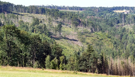 Lesy kolem Huzové na severu Olomoucka jsou plné holin, které jsou následkem...