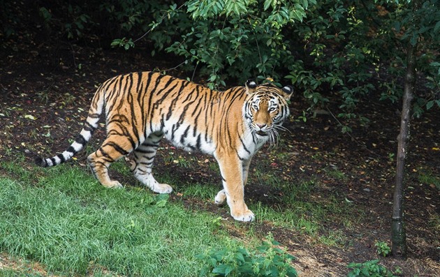 U vesnice na východě Slovenska se pohybuje tygr. Utekl z ukrajinské zoo